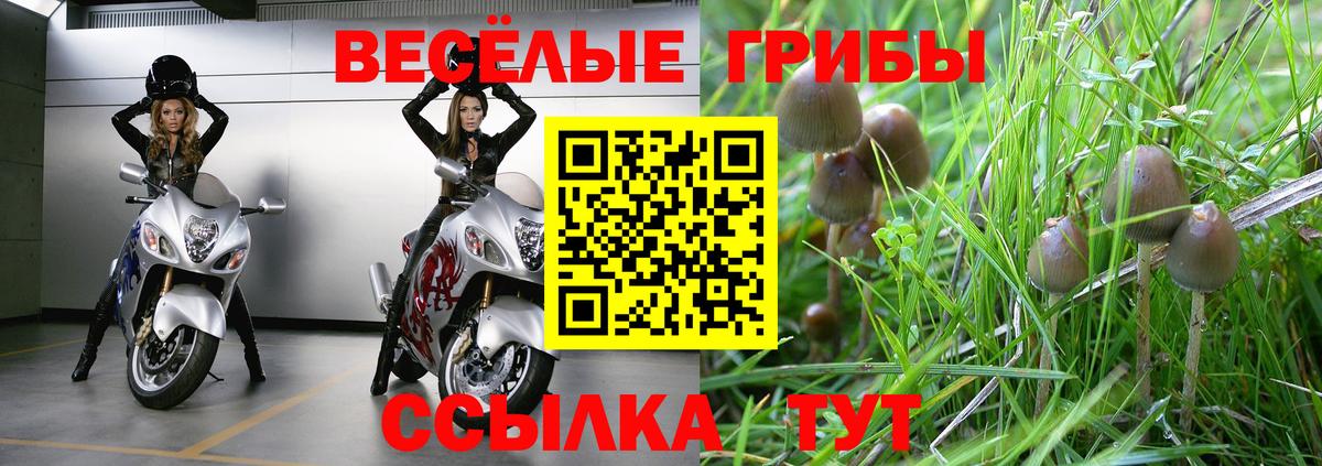 Муром  Псилоцибиновые грибы Psilocybine cubensis  Галлюциногенные грибы мицелий  Вход с VPN 